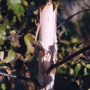 Betula 'Crimson Frost' (029807)