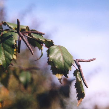 Betula 'Crimson Frost' (029808)