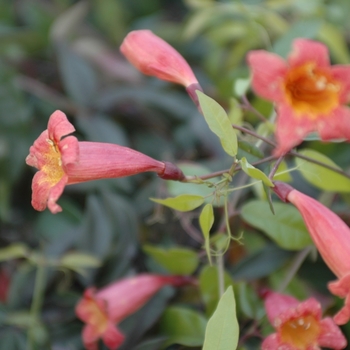 Bignonia capreolata 'Tangerine Beauty' (029809)