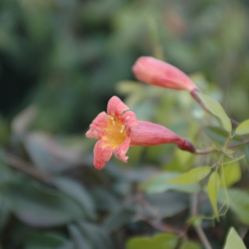 Bignonia capreolata 'Tangerine Beauty' (029810)