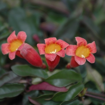 Bignonia capreolata 'Tangerine Beauty' (029811)