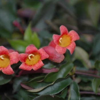 Bignonia capreolata 'Tangerine Beauty' (029812)