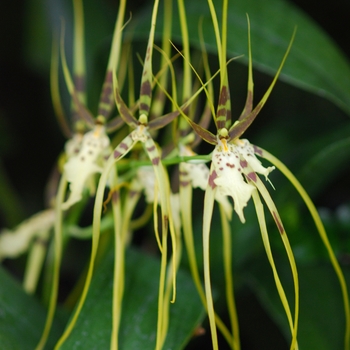 Brassia Edvah Loo 'Goldilocks' (029823)