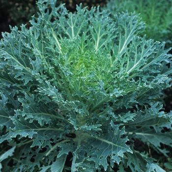 Brassica oleracea 'Peacock White' (029834)