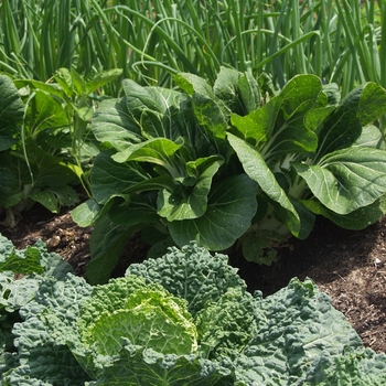 Brassica rapa 'Joi Choi' (029841)