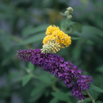 Buddleia davidii 'Nanho Blue' (029869)