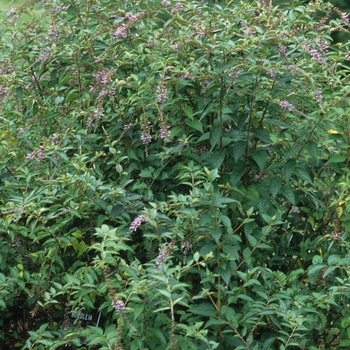 Buddleia hemsleyana '' (029884)