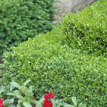 Buxus microphylla 'Sunnyside' (029908)