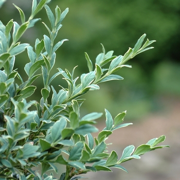 Buxus sempervirens 'Argenteo-variegata' (029911)