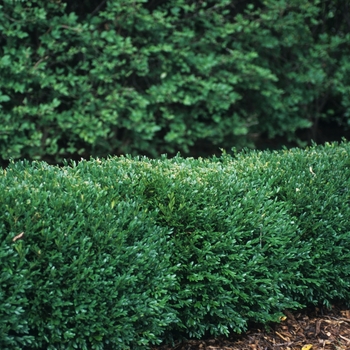 Buxus 'Green Gem' (029923)