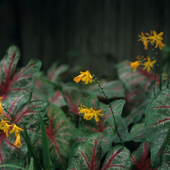 Caladium x hortulanum 'Mrs. Arno Nehrling' (029937)