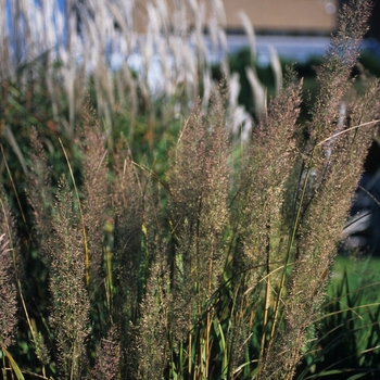 Calamagrostis brachytricha (arundinacea var. brachytricha) '' (029944)