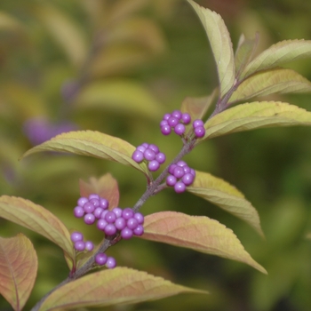 Callicarpa dichotoma 'Early Amethyst' (029952)