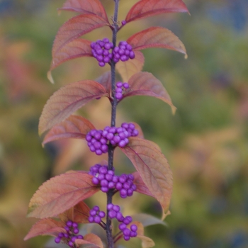 Callicarpa dichotoma 'Early Amethyst' (029954)