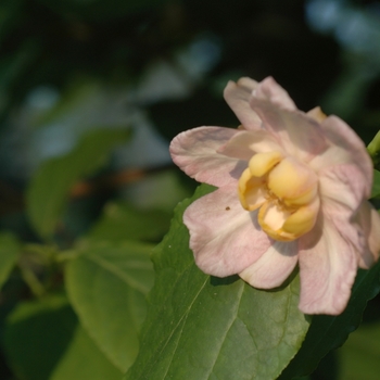 Calycanthus chinensis '' (029964)