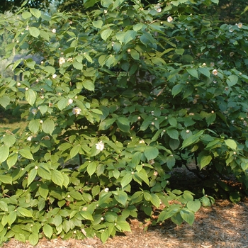 Calycanthus chinensis '' (029965)