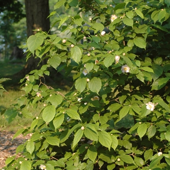 Calycanthus chinensis '' (029966)