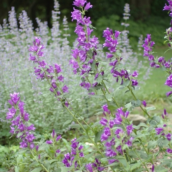 Campanula macrantha '' (029986)