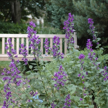 Campanula macrantha '' (029987)