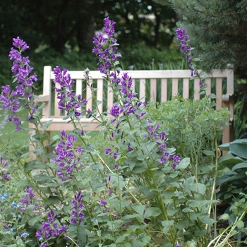 Campanula macrantha '' (029988)