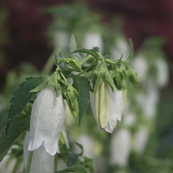 Campanula punctata '' (029993)