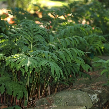 Camptosorus rhizhphyllus '' (030009)