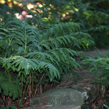 Camptosorus rhizhphyllus '' (030010)