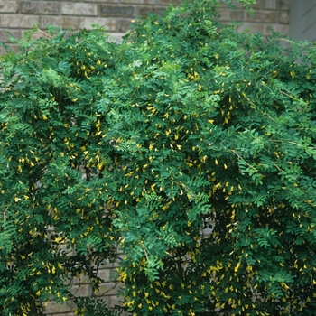 Caragana arborescens pendula '' (030019)