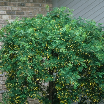 Caragana arborescens pendula '' (030020)