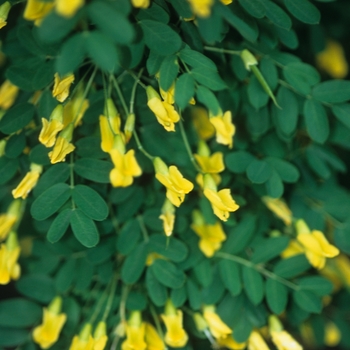 Caragana arborescens pendula '' (030022)