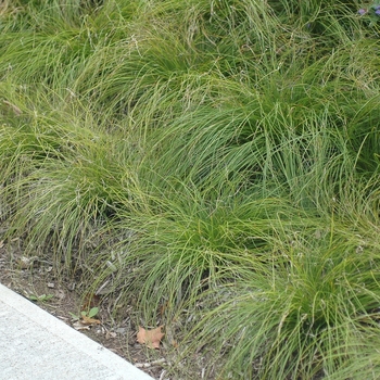 Carex radiata '' (030035)