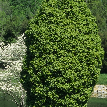 Carpinus betulus 'Columnaris' 