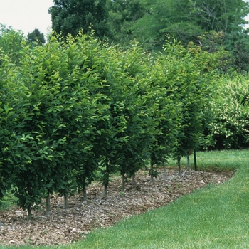 Carpinus betulus 'Fastigiata' (030046)