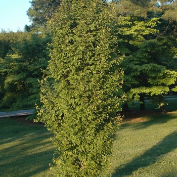 Carpinus betulus 'Frans Fontaine' (030047)