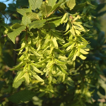 Carpinus betulus 'Incisa' (030052)