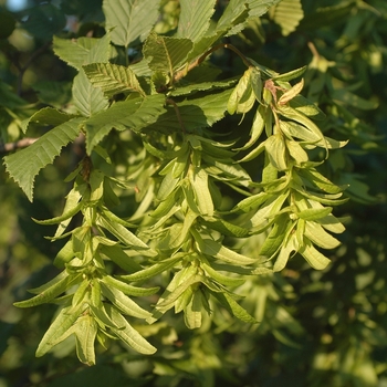 Carpinus betulus 'Incisa' (030053)