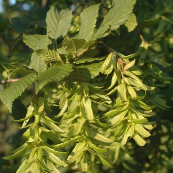 Carpinus betulus 'Incisa' (030054)