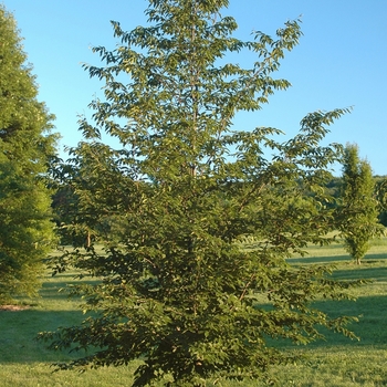 Carpinus henryana '' (030058)