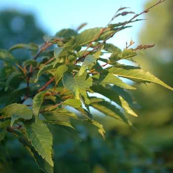 Carpinus polyneura '' (030062)