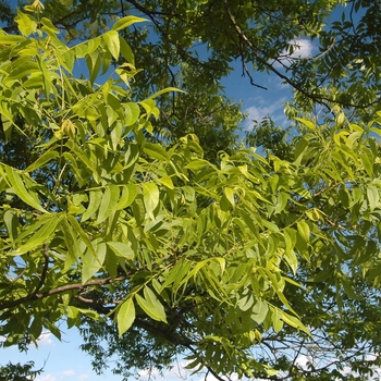 Carya illinoinensis 'Chief' (030067)