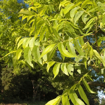 Carya illinoinensis 'Chief' (030068)