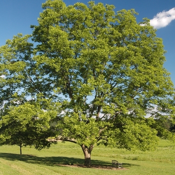 Carya illinoinensis 'Chief' (030070)