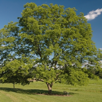 Carya illinoinensis 'Chief' (030071)