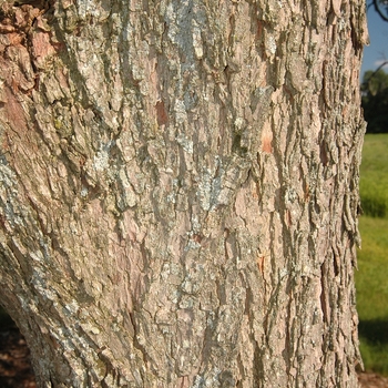 Carya illinoinensis 'Greenriver' (030072)