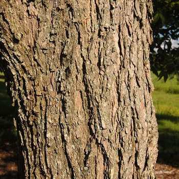 Carya illinoinensis 'Greenriver' (030073)