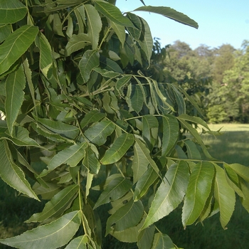 Carya illinoinensis 'Greenriver' (030075)