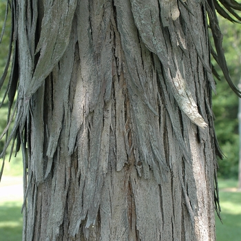 Carya ovata '' (030077)