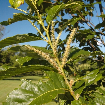 Castanea dentata '' (030085)