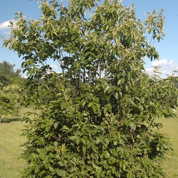 Castanea dentata '' (030087)