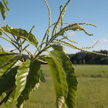 Castanea dentata '' (030088)